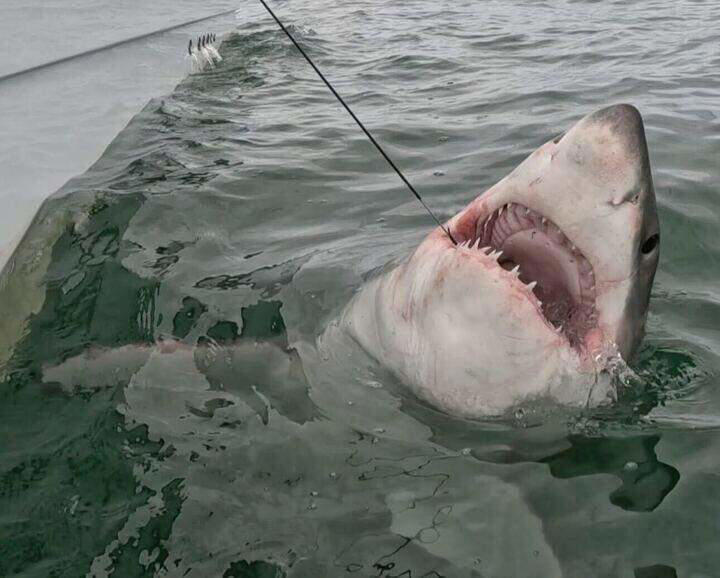 3 great white sharks are now swimming off the SC coast. Here's where ...