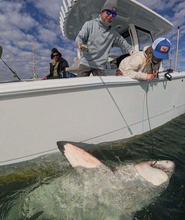 Hilton Head gets first great white shark of season early this year. How ...