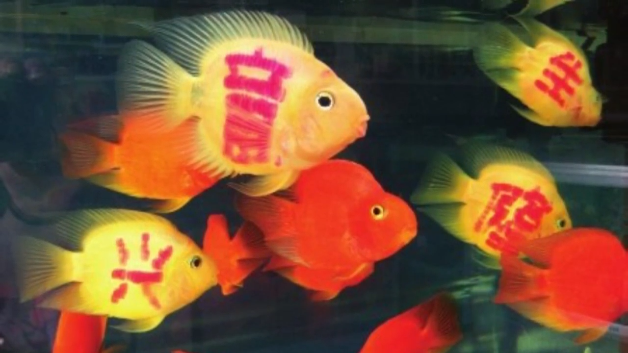 The real science behind GloFish and other engineered species
