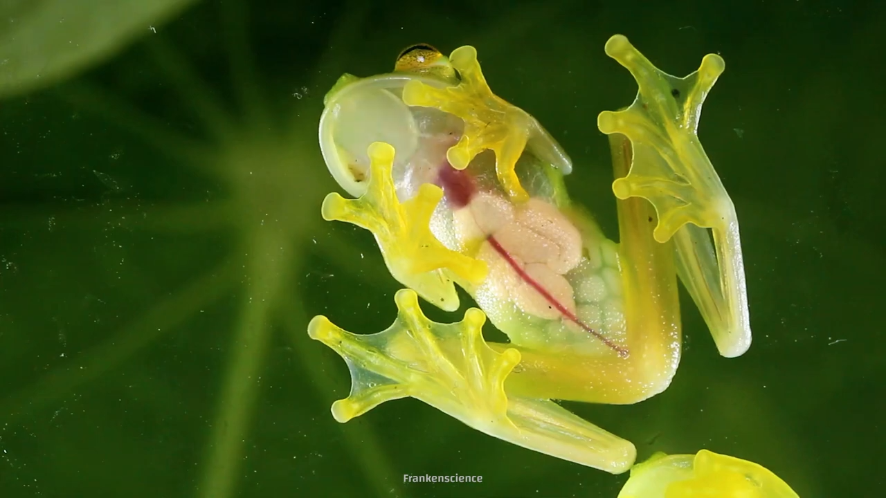Meet the animals whose bodies turn invisible in the wild