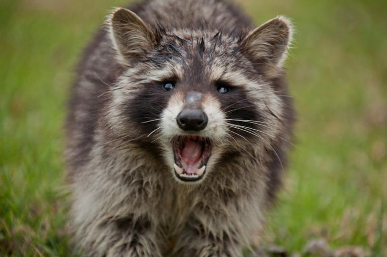 Drunk raccoon 'drinks everything' in alcohol shop before passing out in ...