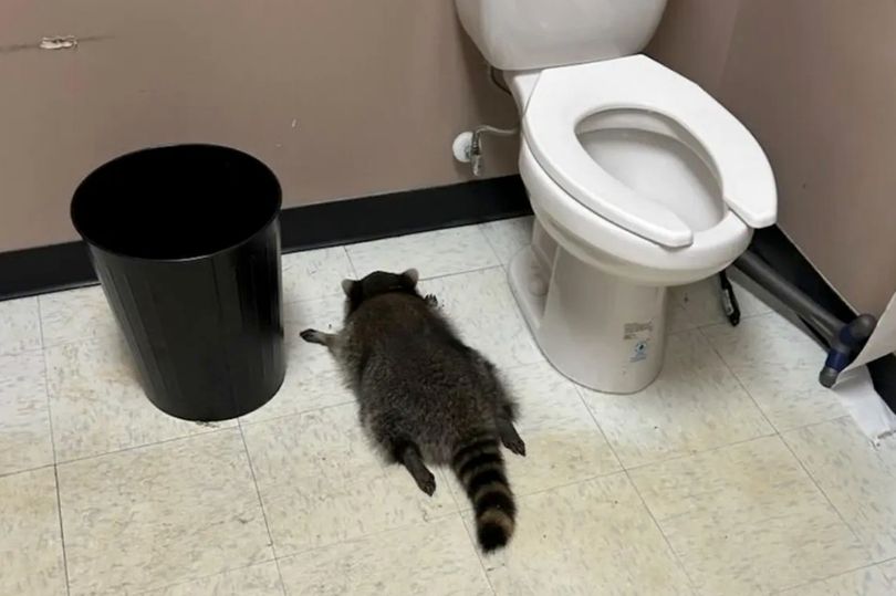 Drunk raccoon 'drinks everything' in alcohol shop before passing out in ...