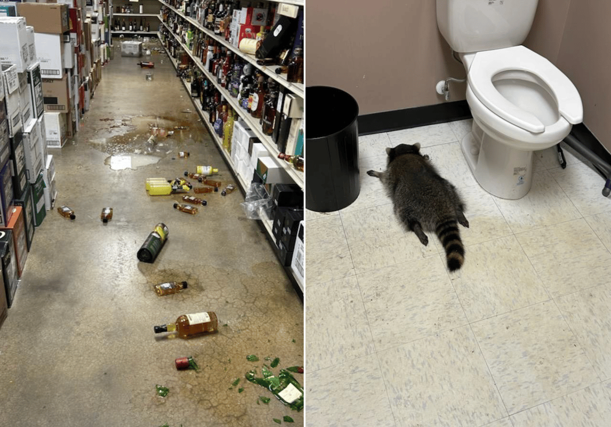 Drunk raccoon goes on rampage in liquor store before passing out