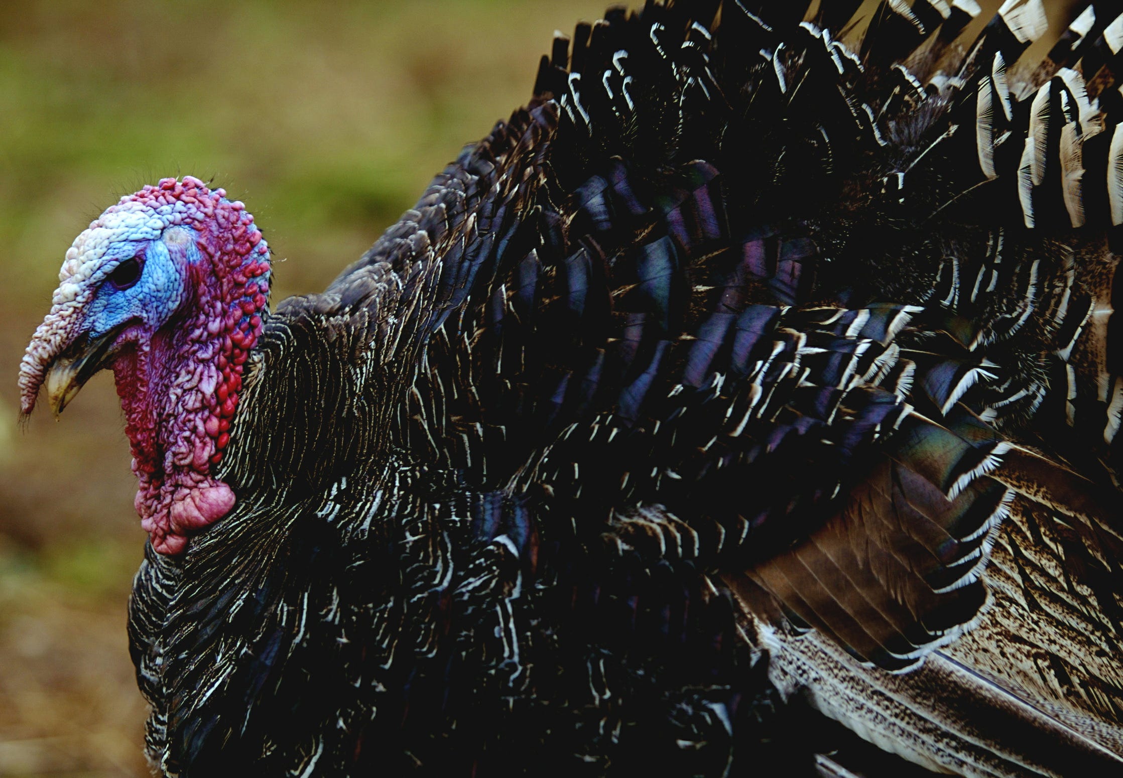 Bird flu hits 18,000 turkeys in north central Iowa