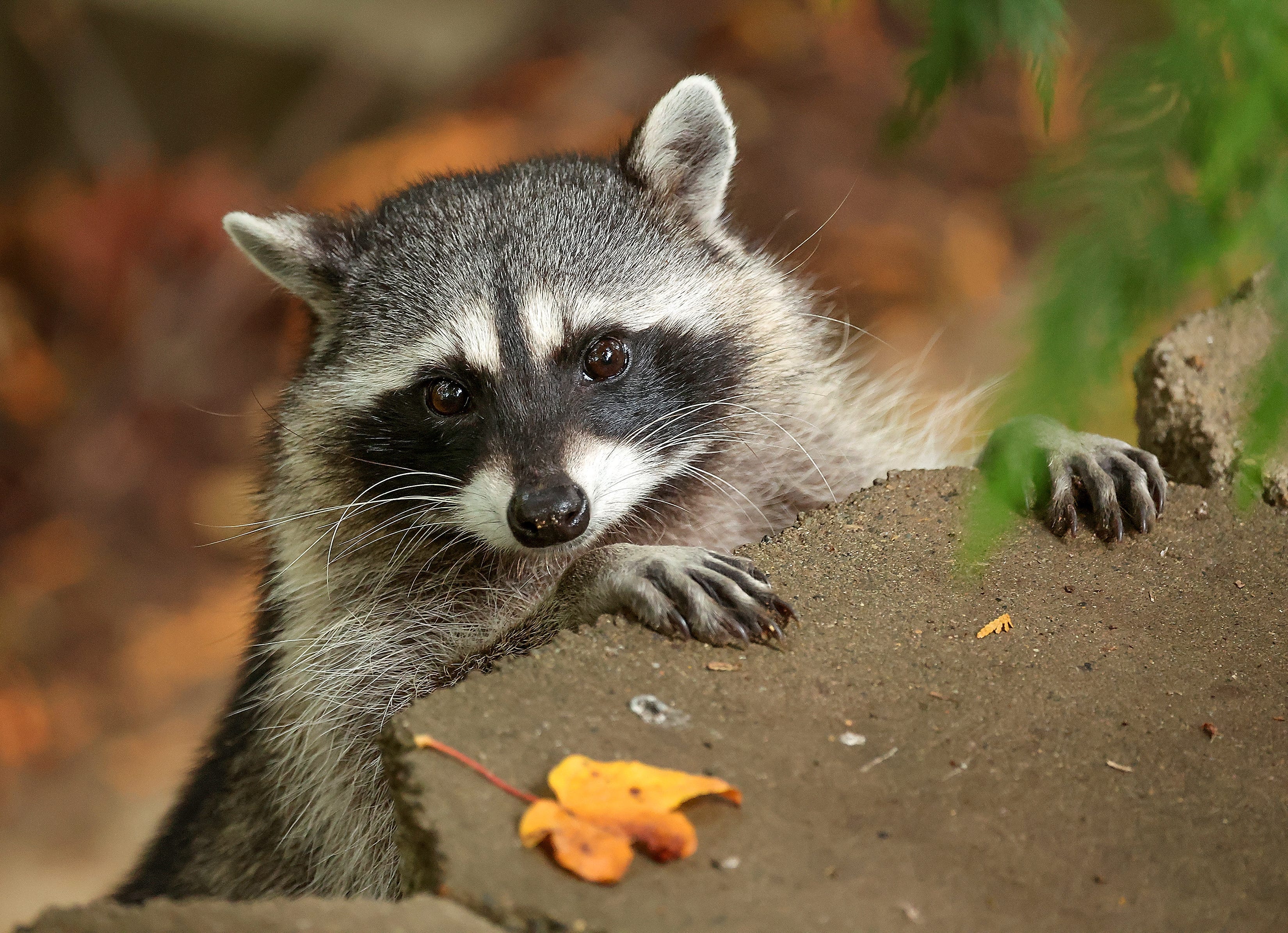 Raccoon drunkenly wrecks liquor store before falling into boozy stupor