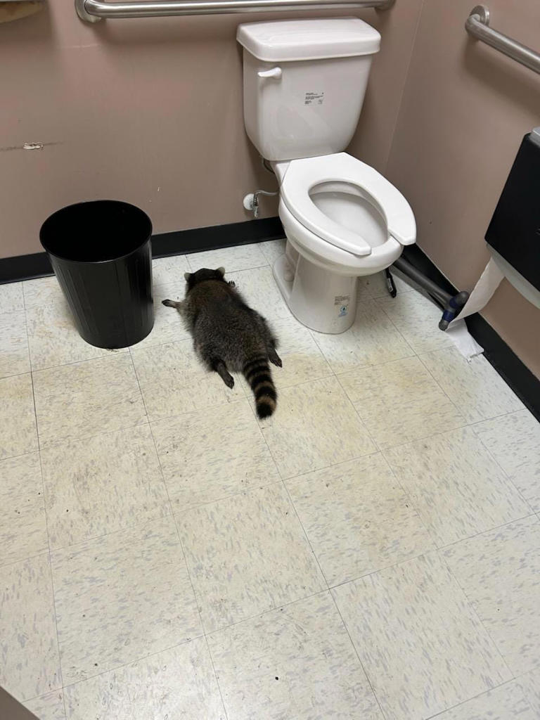 A raccoon broke into a VA liquor store. It was found passed out drunk.