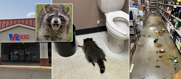 Drunk raccoon goes on rampage through liquor store before passing out ...