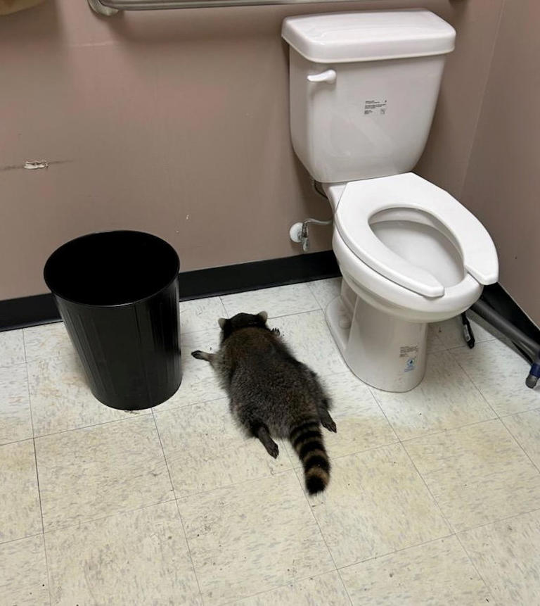 Drunk raccoon found passed out in liquor store after raiding stock