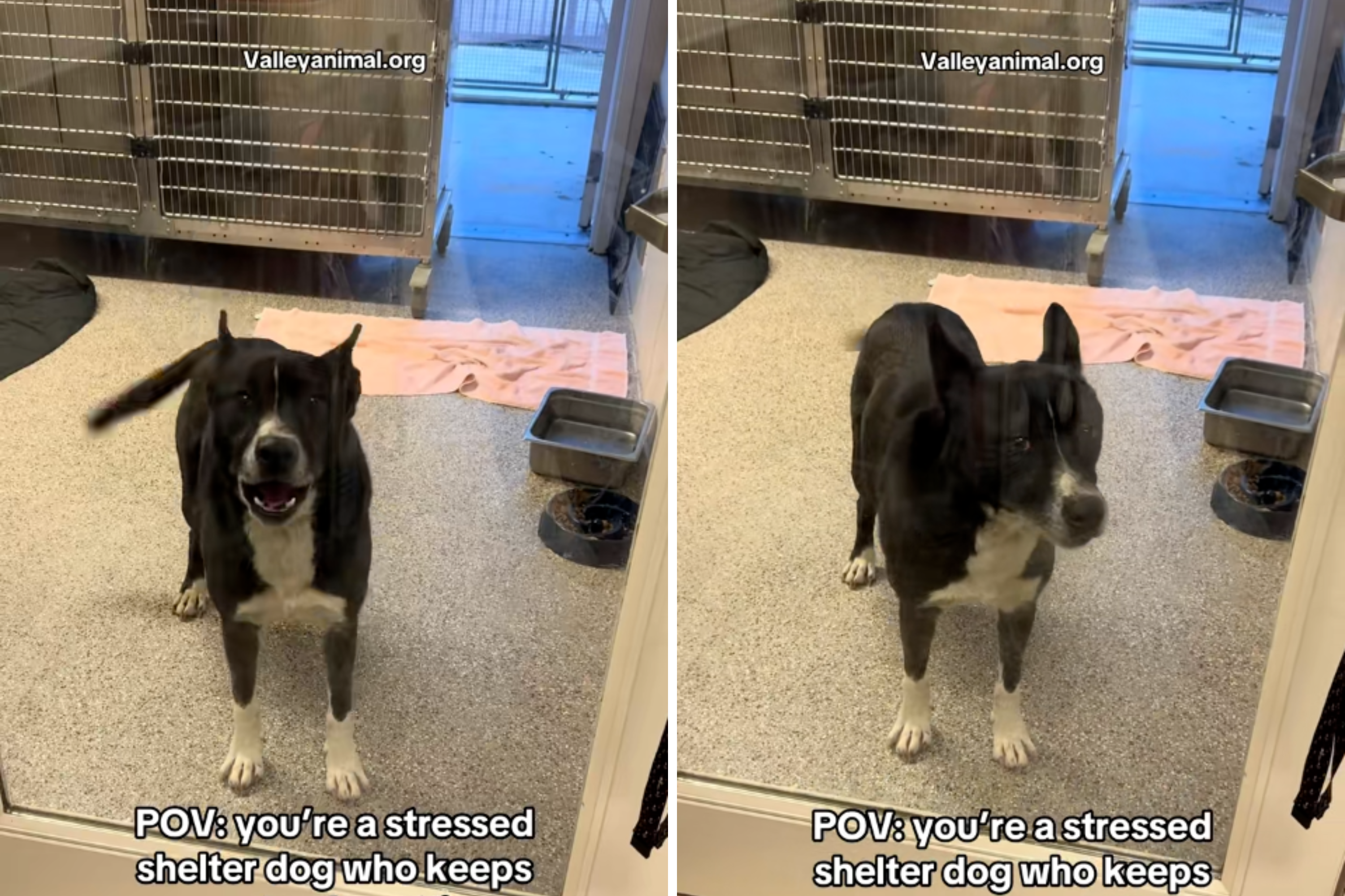 Dog keeps getting overlooked at shelter—now he's “fading in the background”