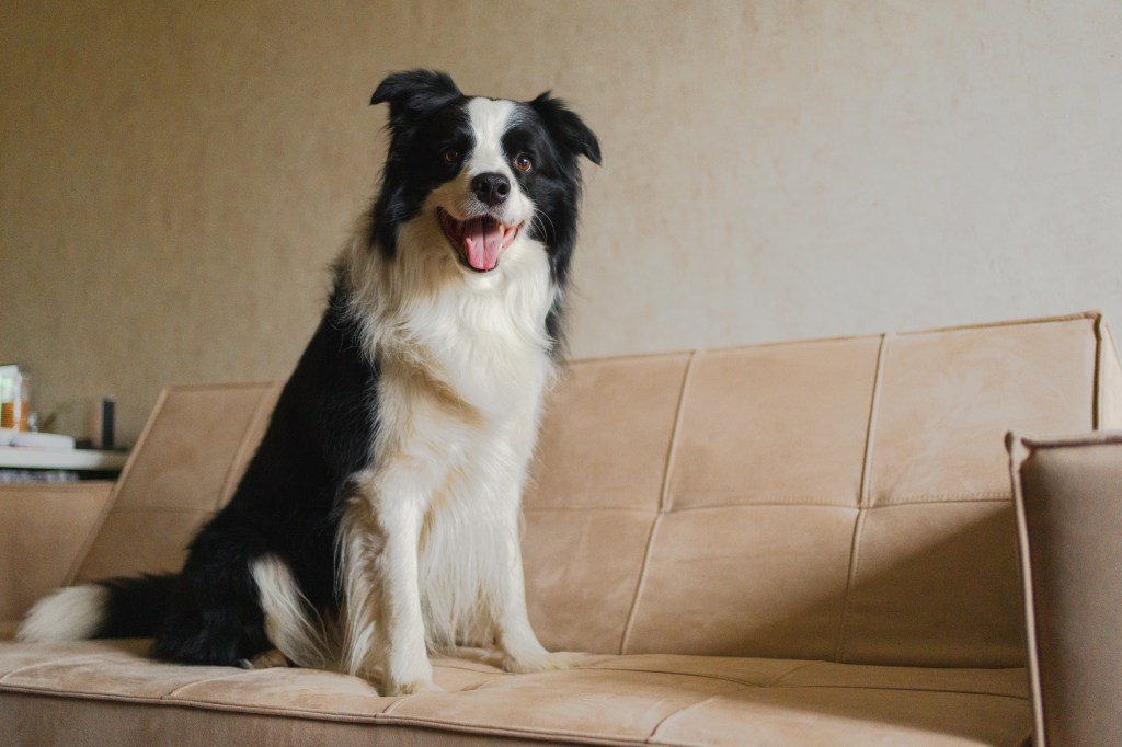 Border collie watches 