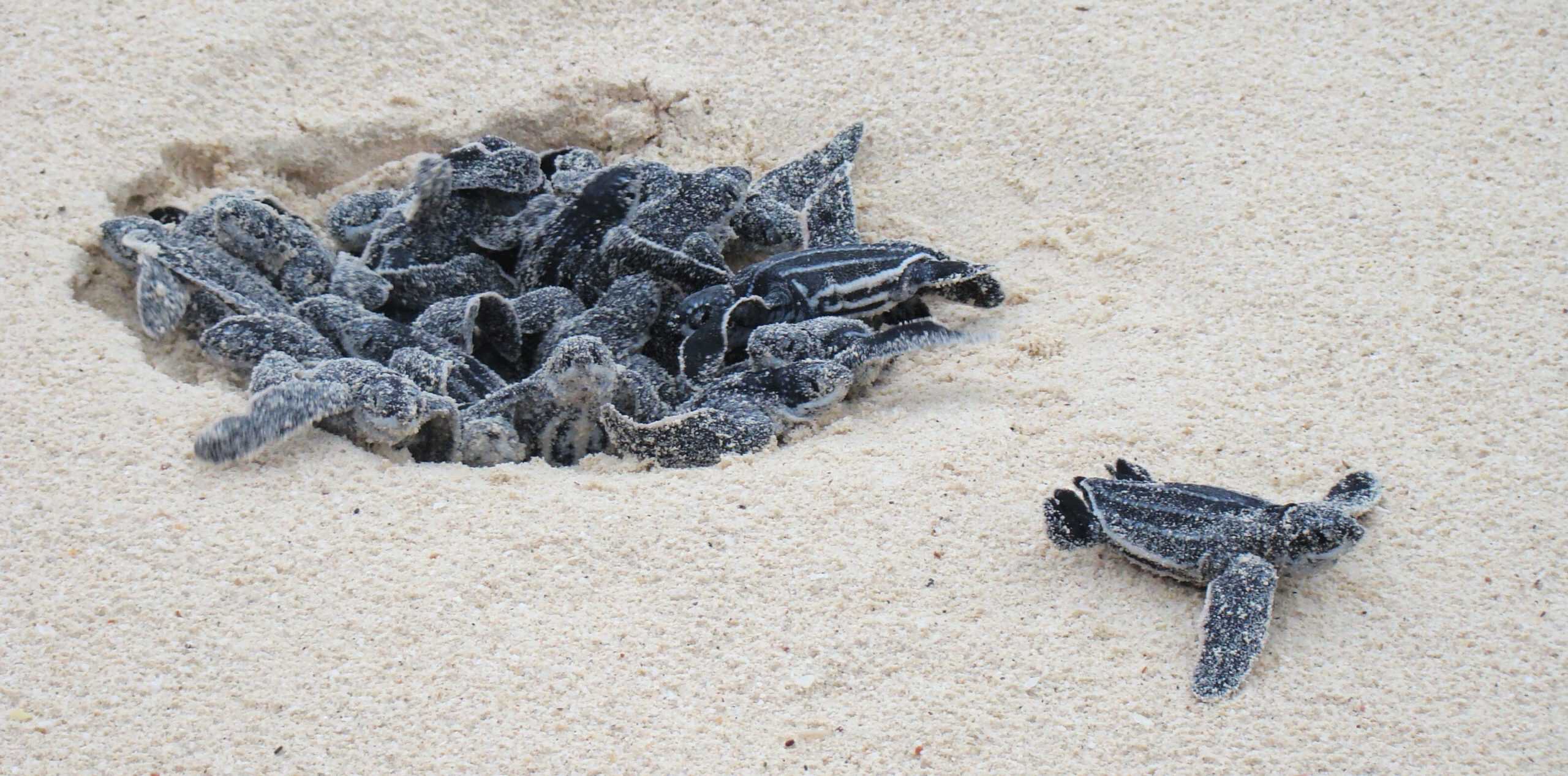 Here’s Where You Can Witness Sea Turtles Hatch (Just Watch Out For Gators)