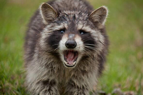 Drunk raccoon goes on rampage through liquor store before passing out ...