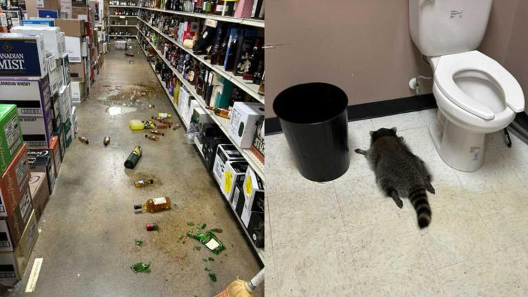 ‘Intoxicated’ raccoon passes out in bathroom after ransacking Virginia ...