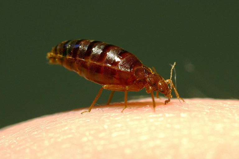 Renowned French cinema forced to close after bedbug infestation