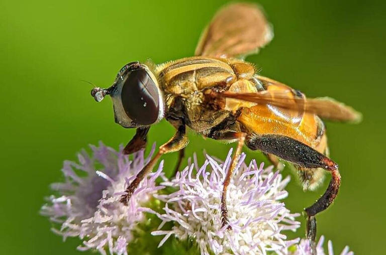 Climate-sensitive tropical pollinators require region-responsive ...