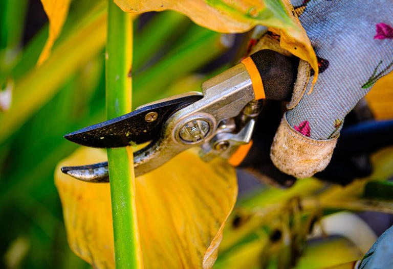 Why hostas look dead in winter — and the right time to cut them back