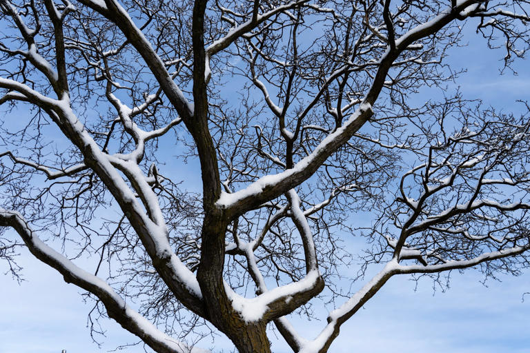 Can severe cold cause exploding trees? Kind of. They're frost cracks