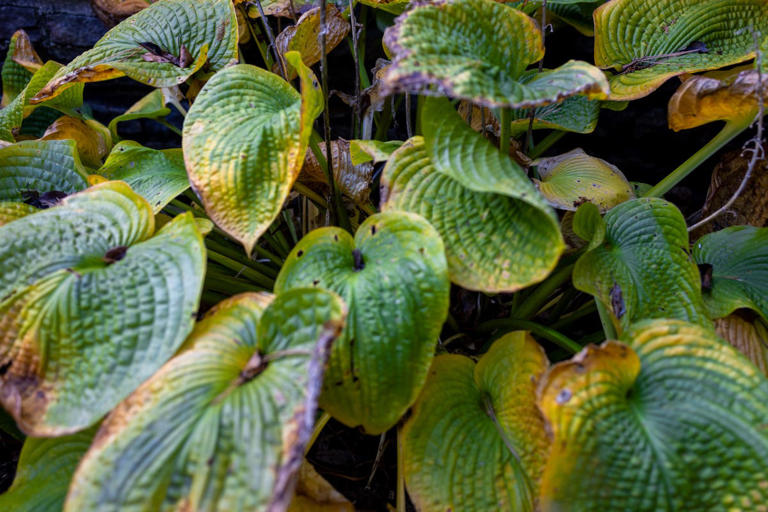 Why hostas look dead in winter — and the right time to cut them back