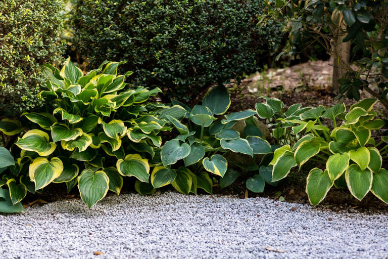 Why hostas look dead in winter — and the right time to cut them back