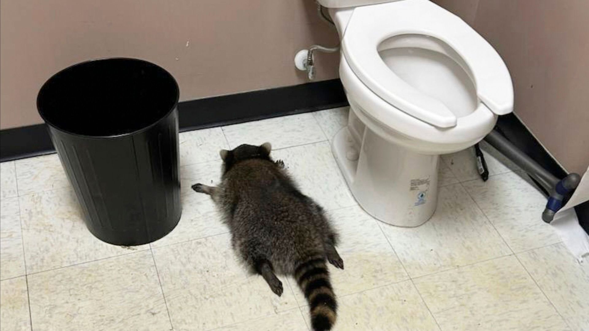 Will Antifreeze Kill A Raccoonnull