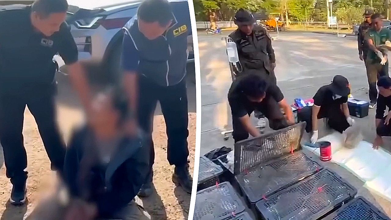Wildlife trafficker arrested in Thailand, officers find boxes crammed ...