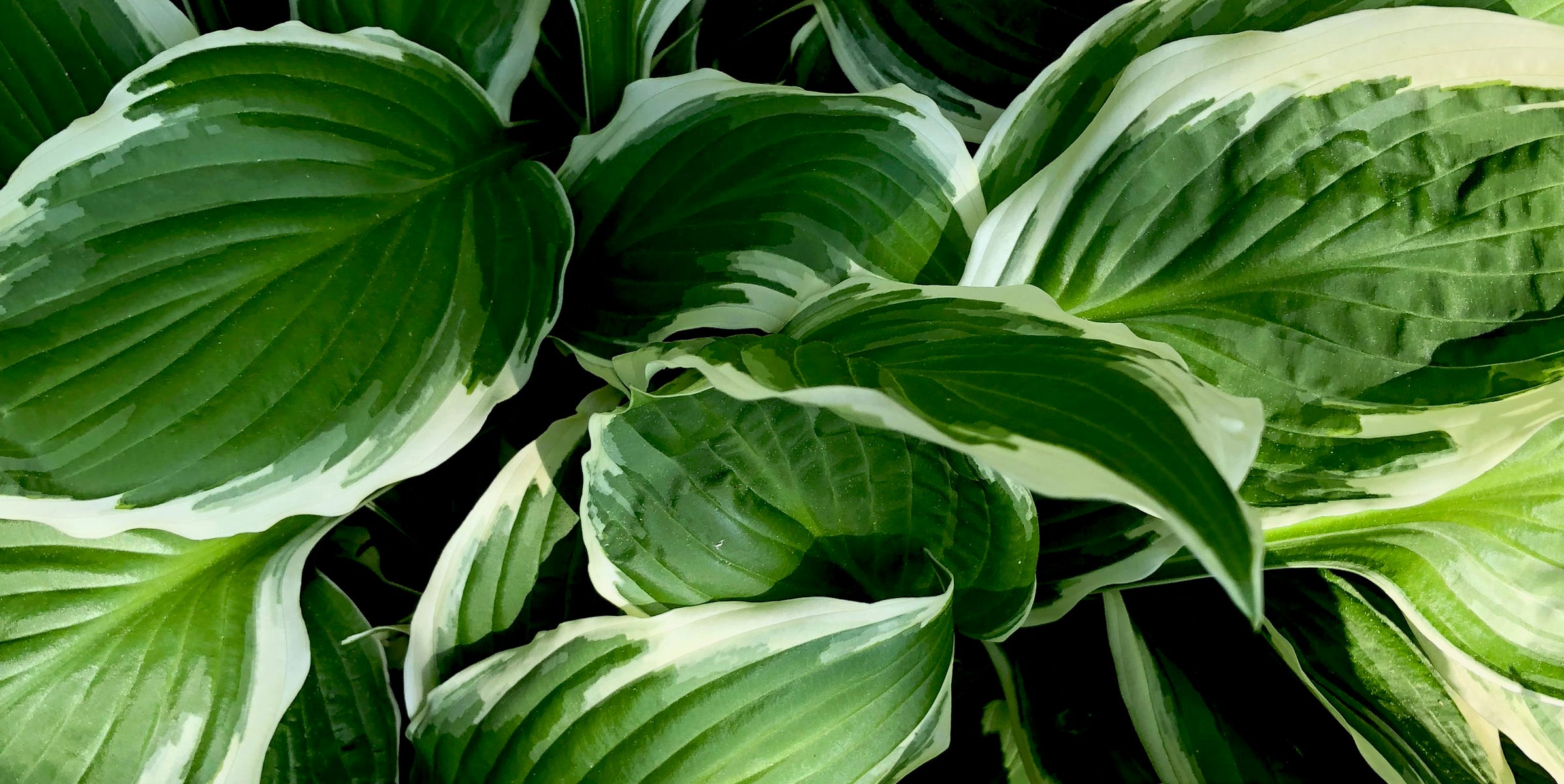 Why hostas look dead in winter — and the right time to cut them back