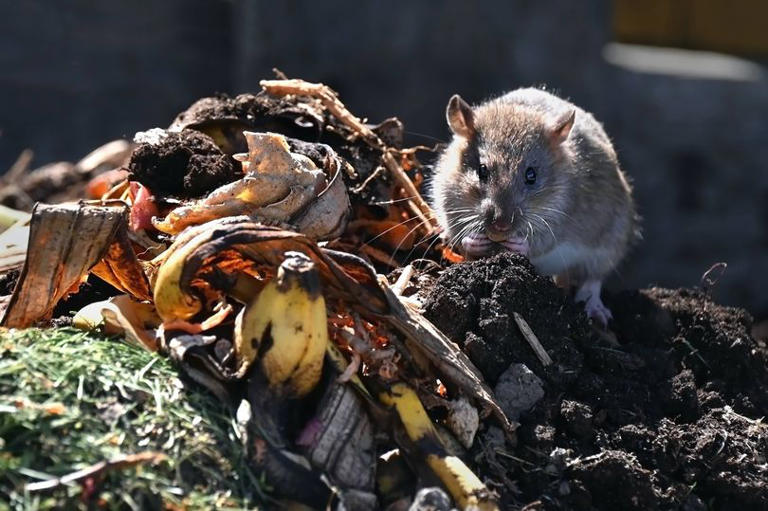 Yorkshire village left without WIFI for 10 days after rats chew through ...