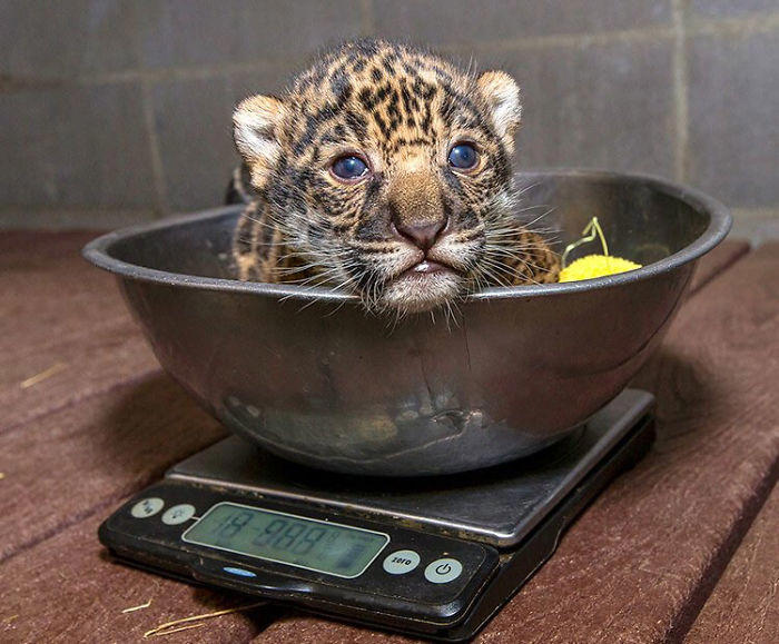 41 Tricks Animal Care Workers Use For Weighing Different Animals