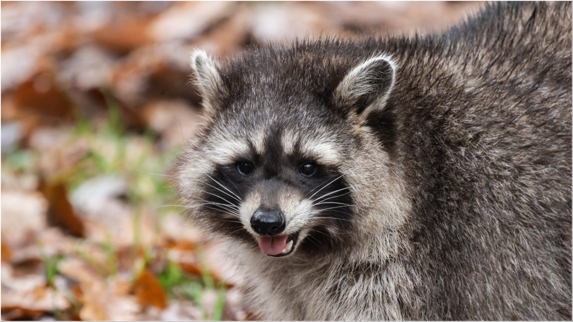 'Drunk' Raccoon Passes Out in Virginia Liquor Store - And There's Photos