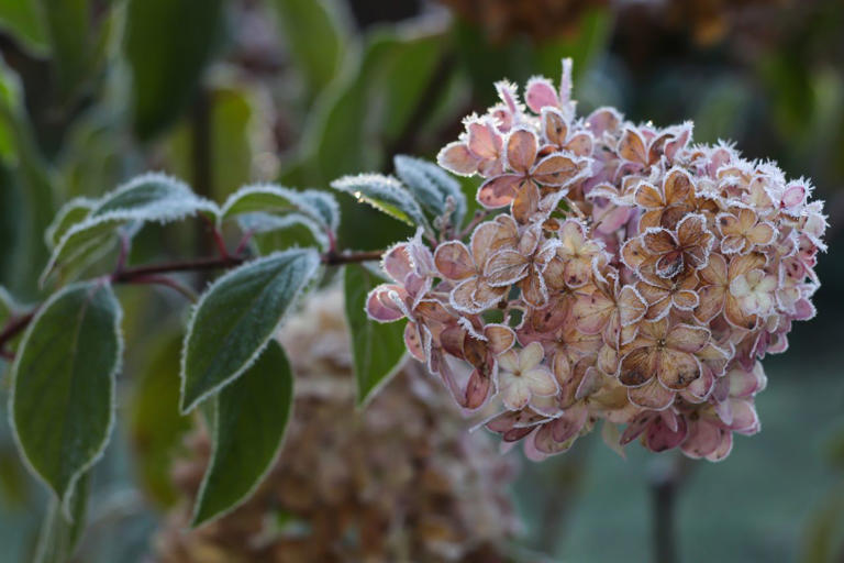 7 must-know hydrangea winter care tips to maximize summer blooms