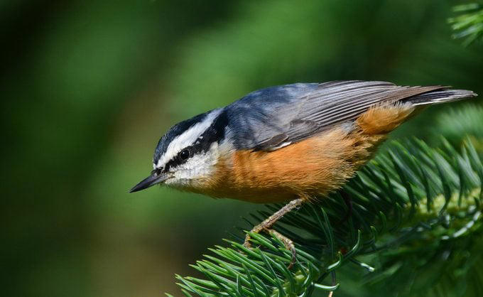 Plant native trees that attract birds
