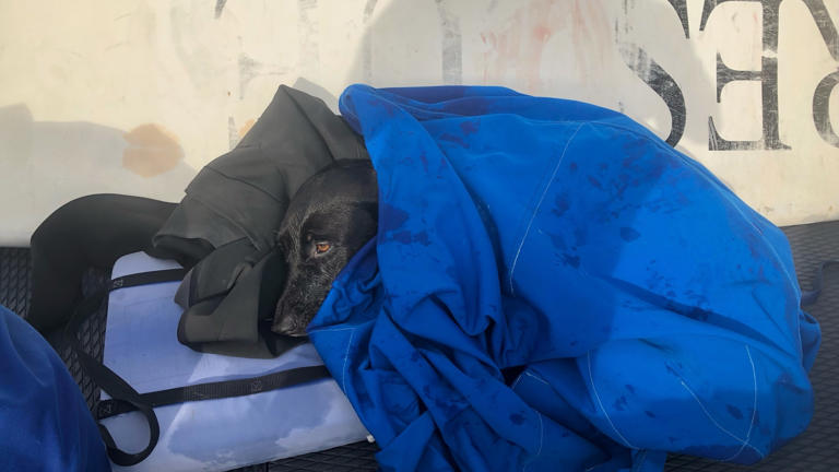 AirTag helps locate dog swept out to sea as lifeguards pull off ...