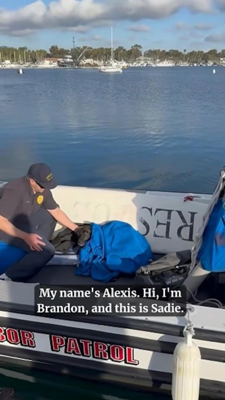 AirTag helps locate dog swept out to sea as lifeguards pull off ...