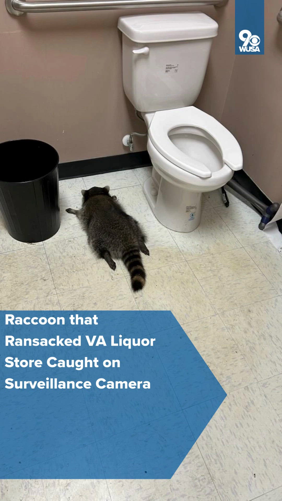 Raccoon that ransacked VA liquor store caught on surveillance camera