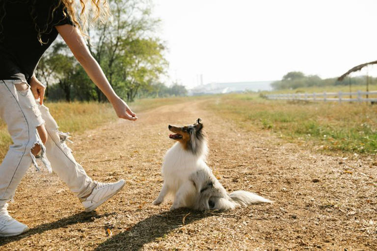 dog-walking-hacks-that-ll-make-you-a-better-pet-owner