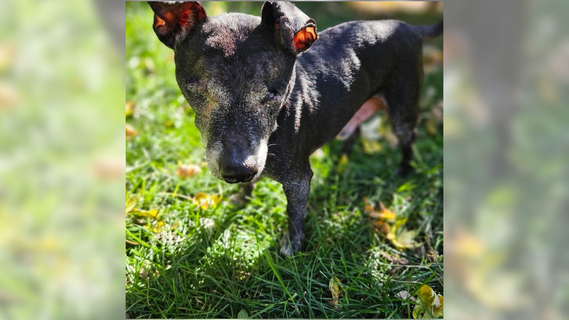 Pet of the week: Meet Shadow!