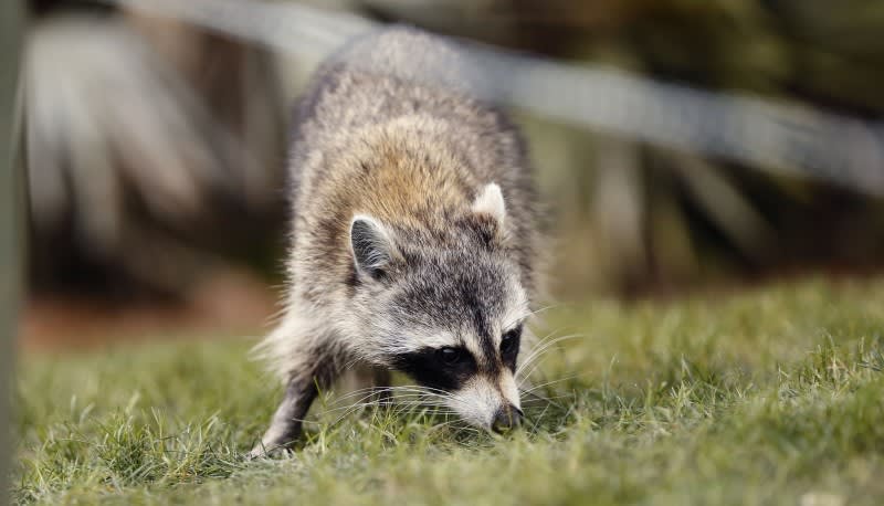Man's Attempt to Rescue Rabid Raccoon Doesn't Go Well