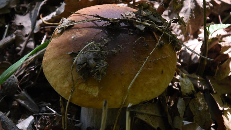 Chernobyl fungus appears to feed on radiation and thrive