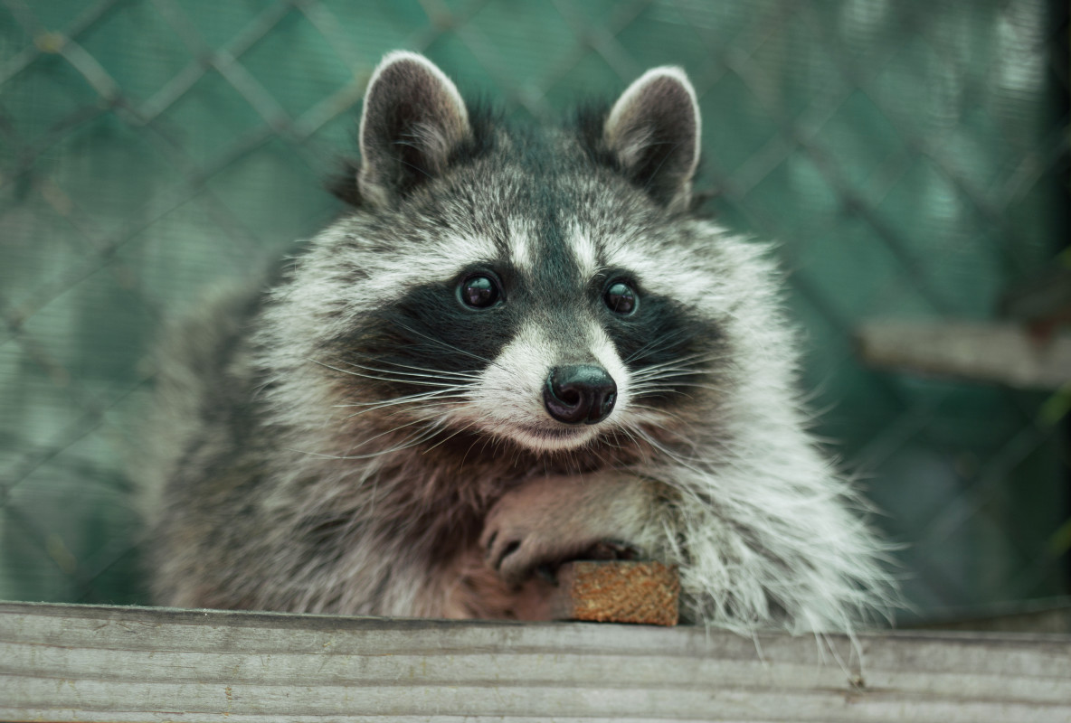 Drunk Raccoon Found in a Liquor Store Has People in Stitches