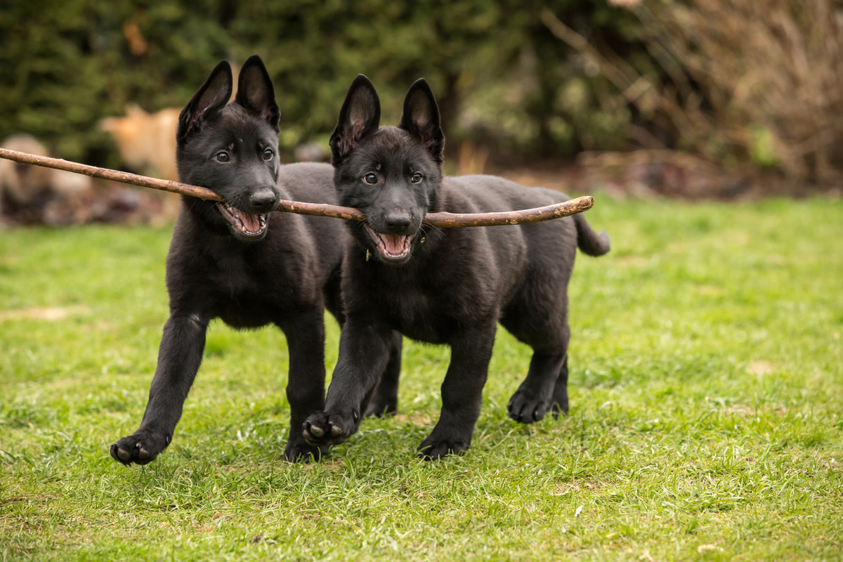 Pack of German shepherd puppies racing to the kitchen when the stove ...