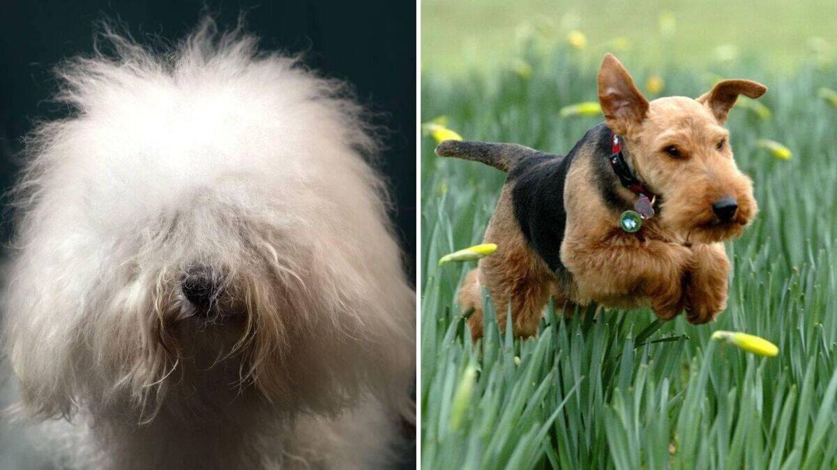 Thumbnail for Can You Have A Hypoallergenic Dog With Grape Seed Allergies