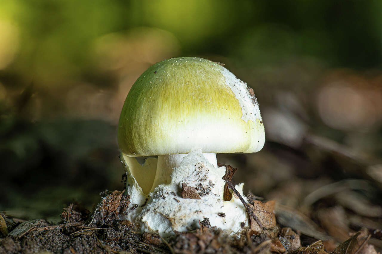California county sees increase in rare kind of poisoning