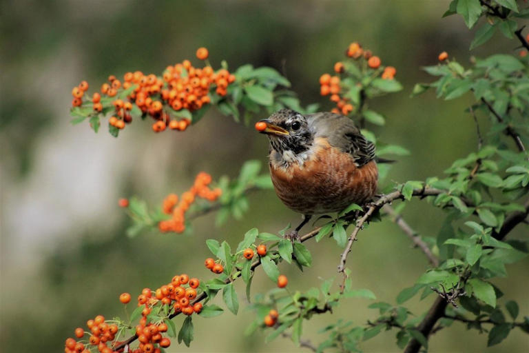 Plant native trees that attract birds