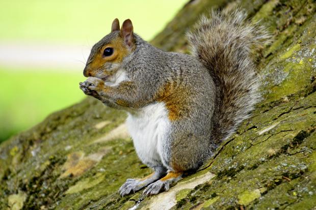 Danger signs to look for after reports of fire-starting squirrels in UK ...