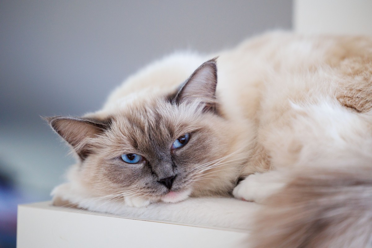 Ragdoll cat sends baby into fit of giggles and we can't stop watching