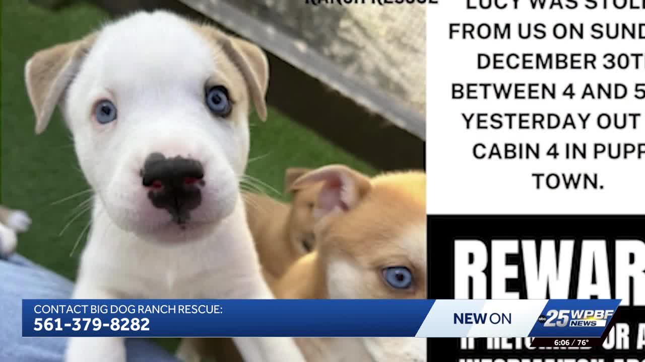 Big Dog Ranch Rescue offering $5,000 reward for stolen puppy's return
