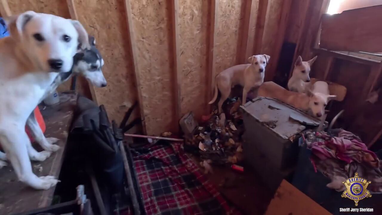 Tipster leads deputies to neglected dogs living in Tonopah shed