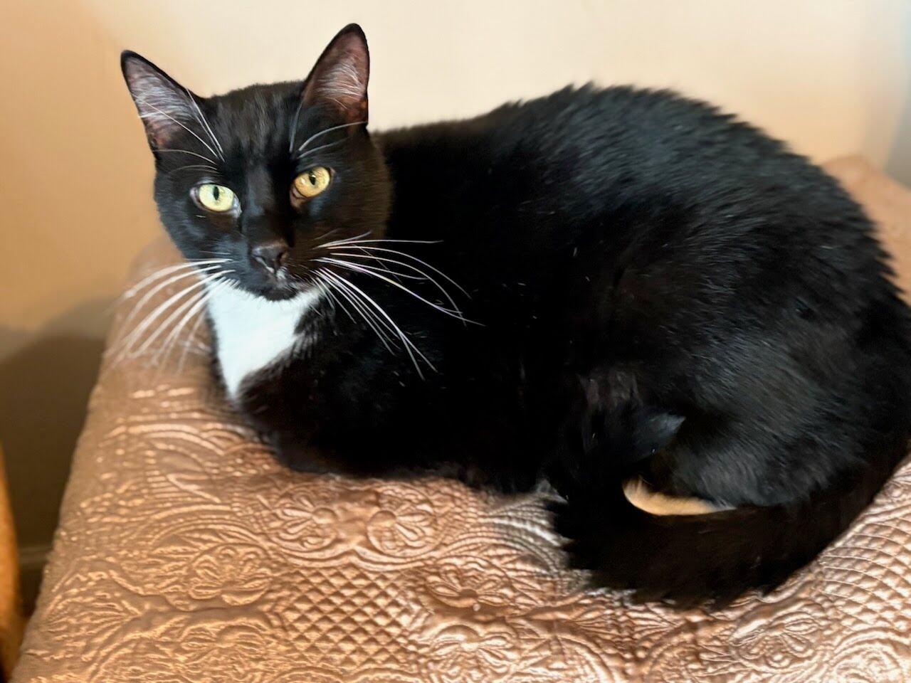 Meow-zempic? Pharmaceutical company testing GLP-1s for cats