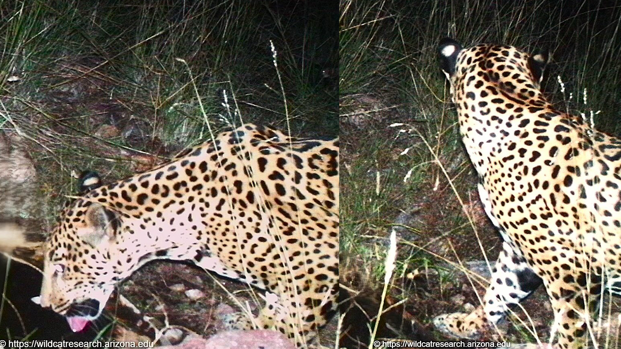 New jaguar spotted in southern Arizona, 5th documented since 2011