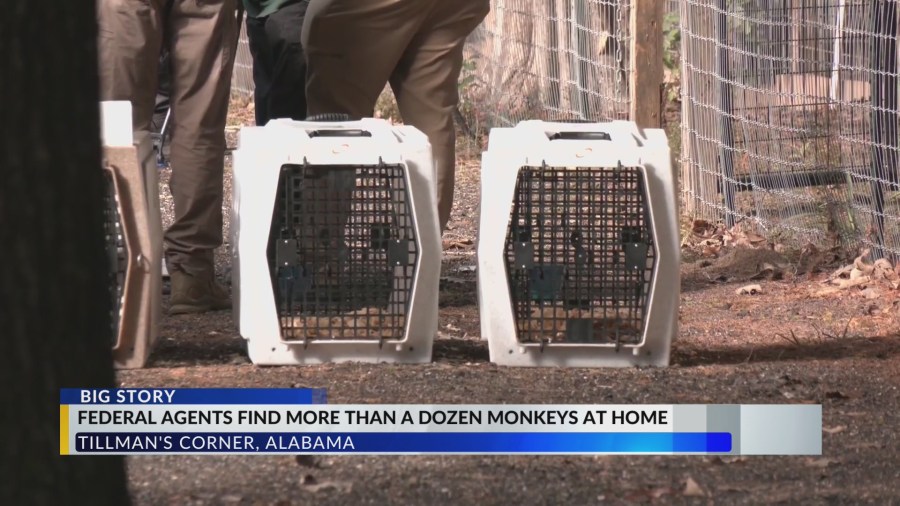 Alabama monkey raid: Federal law enforcement raid Alabama home filled ...